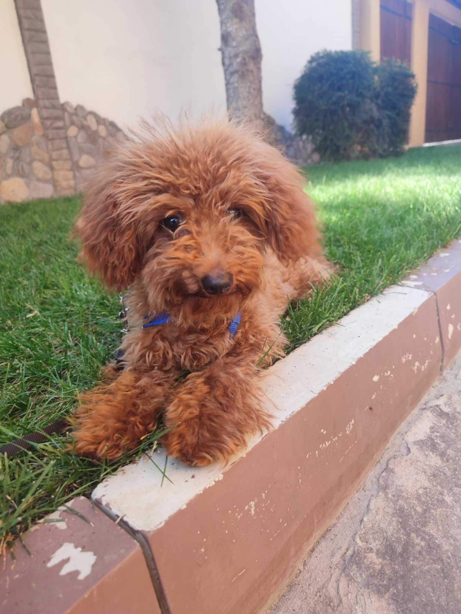 Пудел Той/Poodle Toy