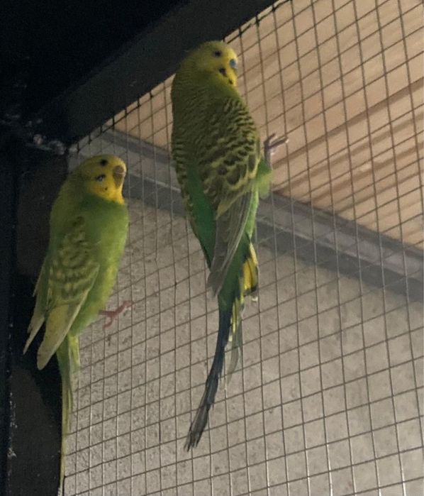 Pereche persui / papagl