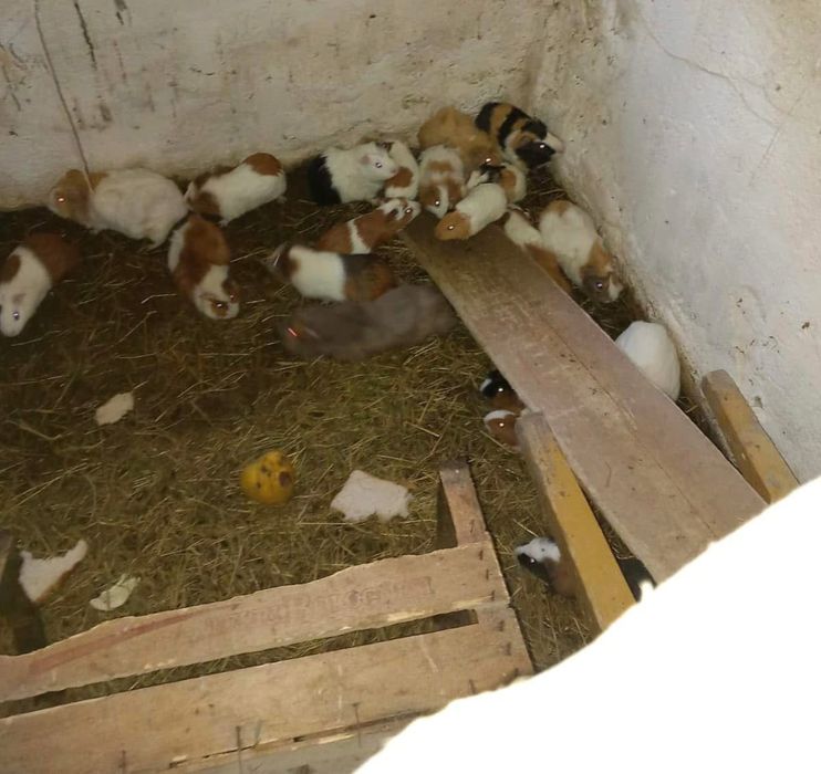 Hamsteri si porcusori de guineea