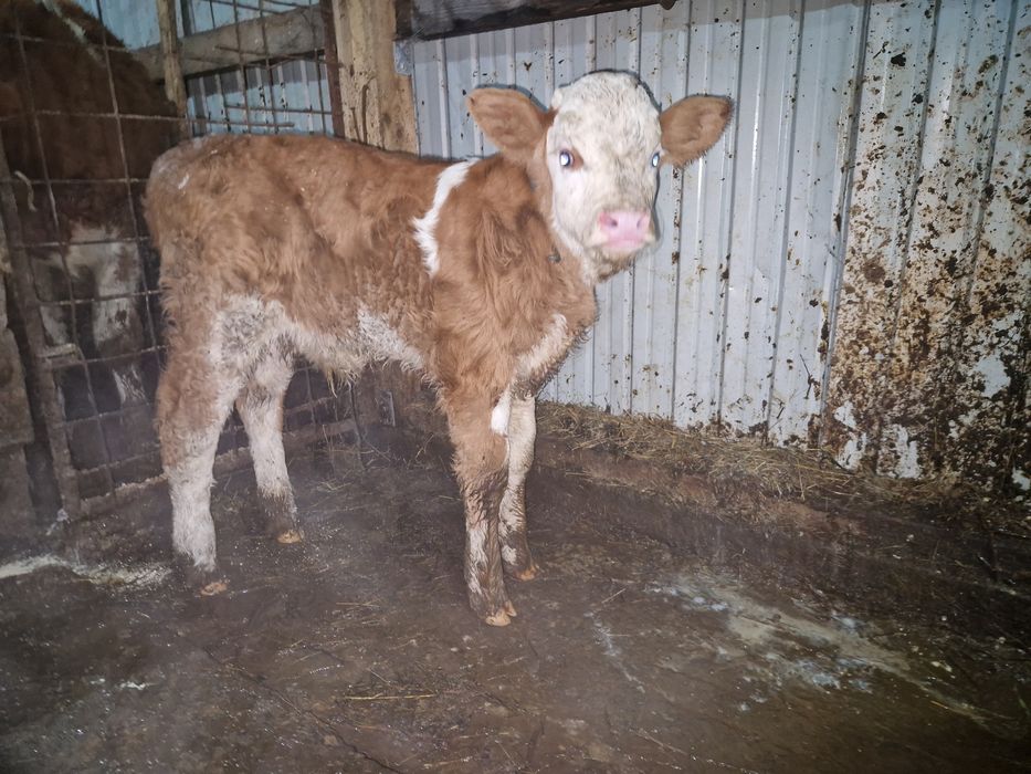 Vand vițel baltata românească