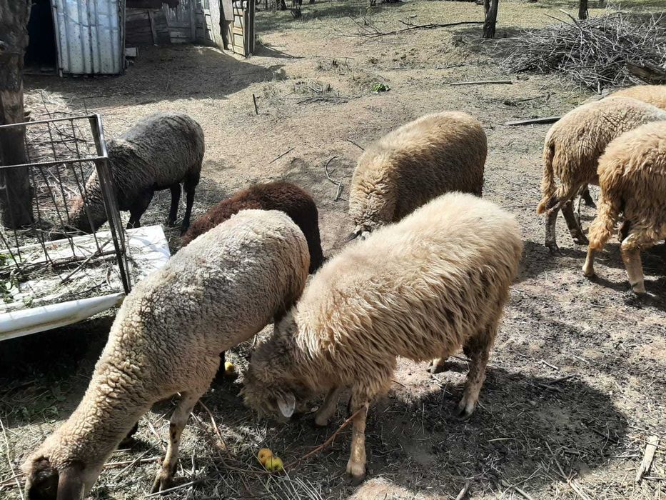 Oi, miei și berbeci de rasa carabas, ingrijite si santaose
