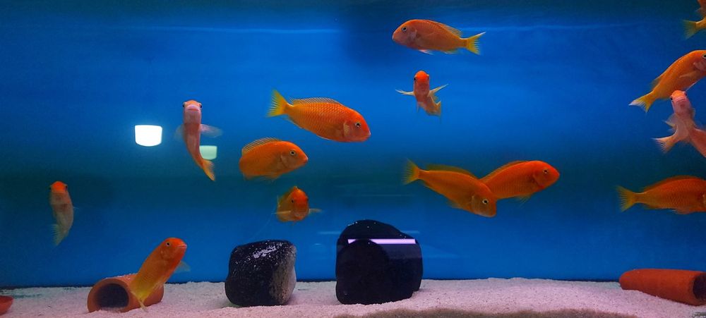 Рибки Африкански цихлиди Tropheus Red Bishop 13-14 см