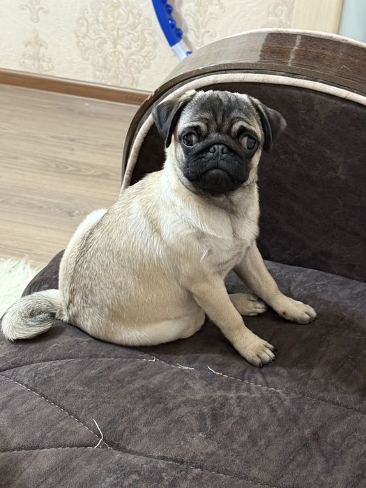 Продается мопс девочка