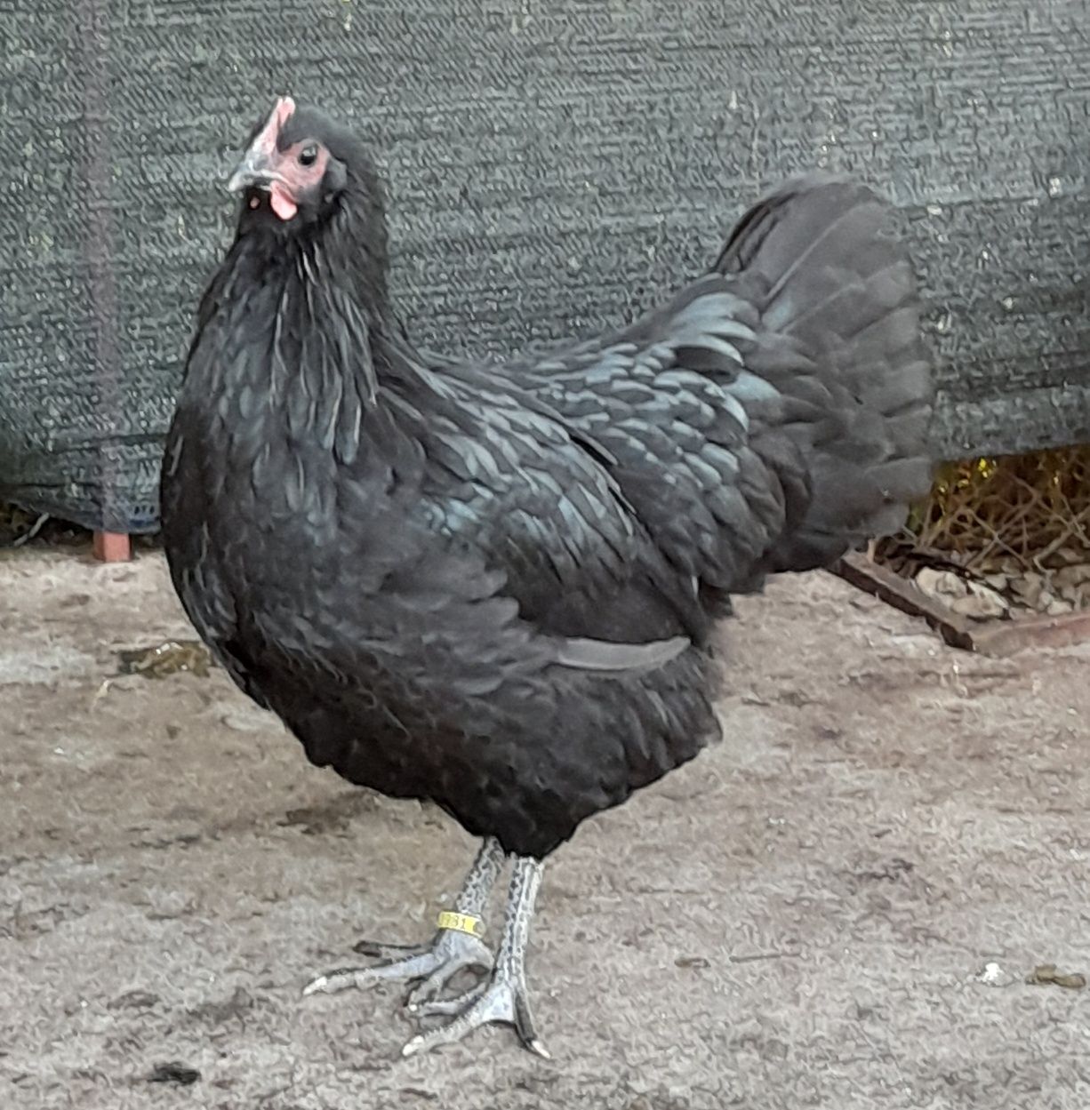 Vând puicute din rasa de gaini Australorp Negru