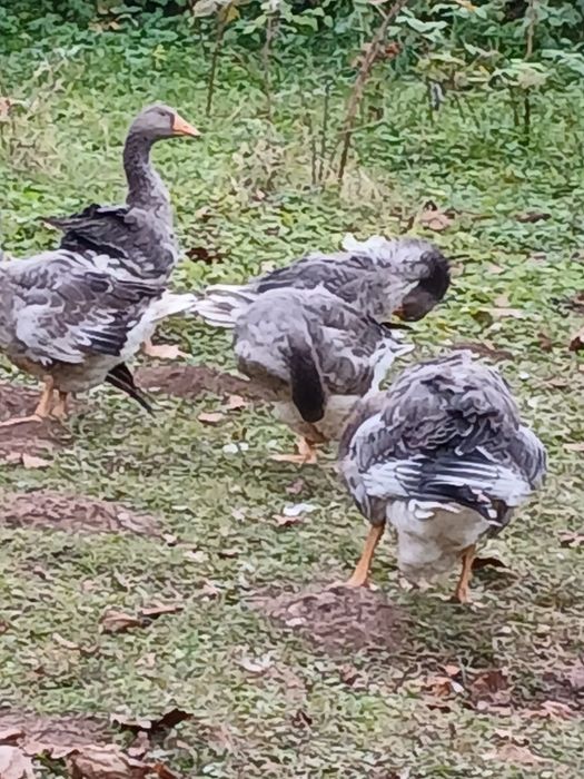 Boboci gasca 4 luni  Landes