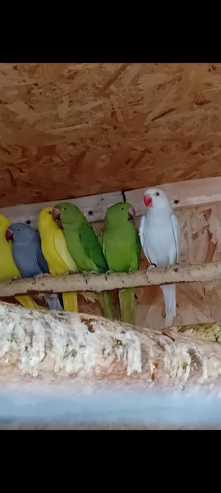 Micul Alexandru  oferta de  sărbători