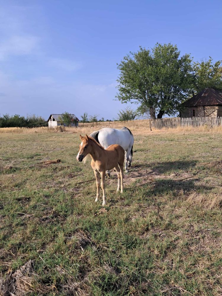 Vand iapa sura cu manz dupa ea