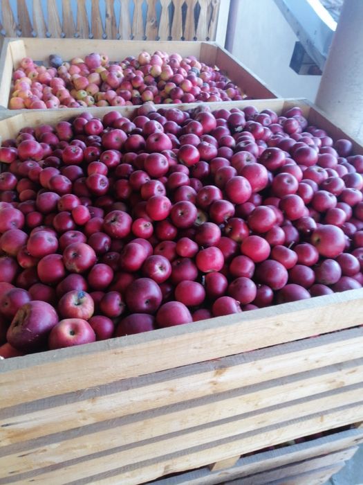 mere romanesti 3 lei