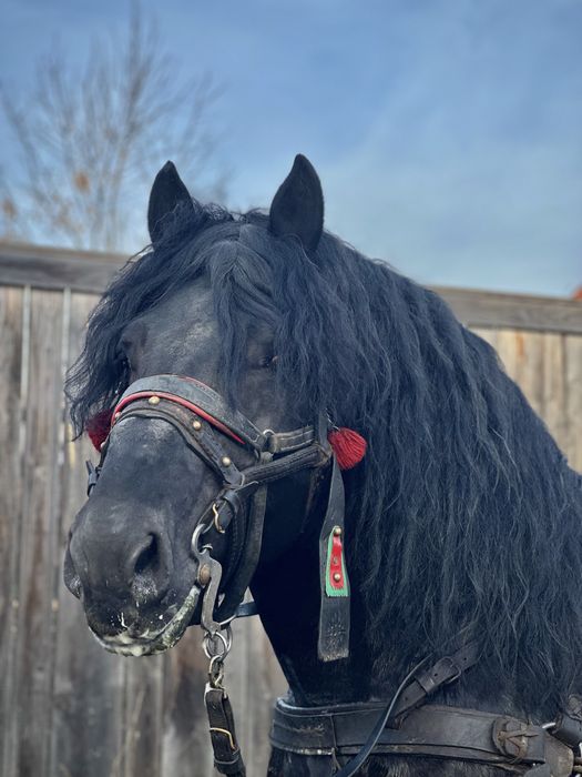 Armasar sange rece unguresc