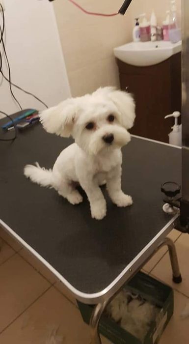 Tuns caini - coafor canin