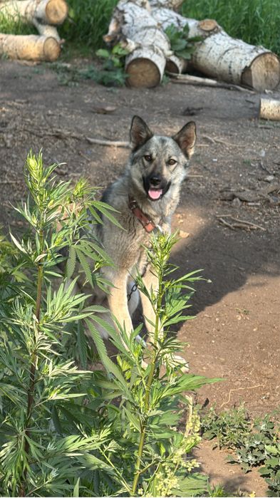 Отдам в хорошие руки две собаки очень хорошие