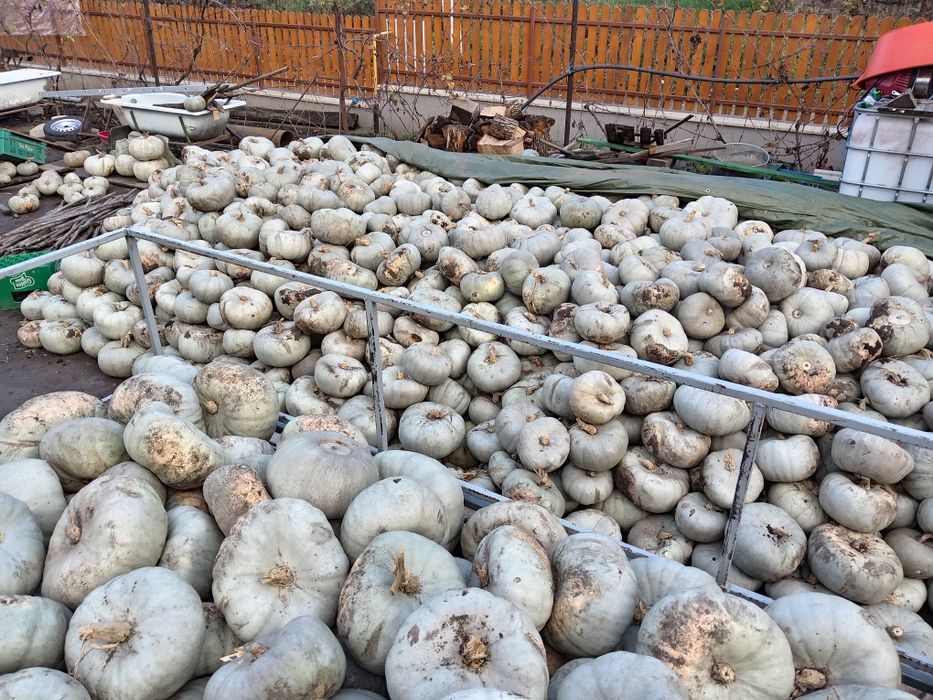 Dovleac gustos de vânzare