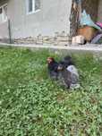 Vand pitici cochinchina pitic