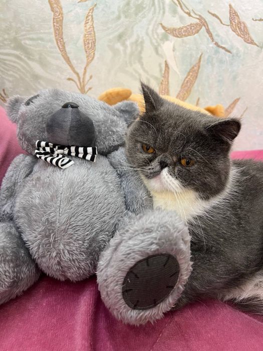 Продается кошка