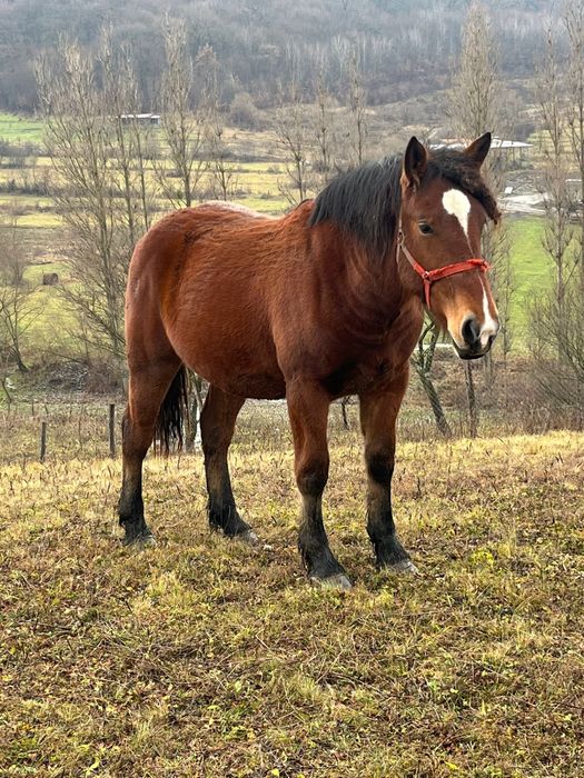 Vând 2 Mânze - Exemplare Superbe