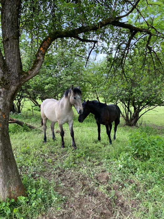 Vând mânz friesian