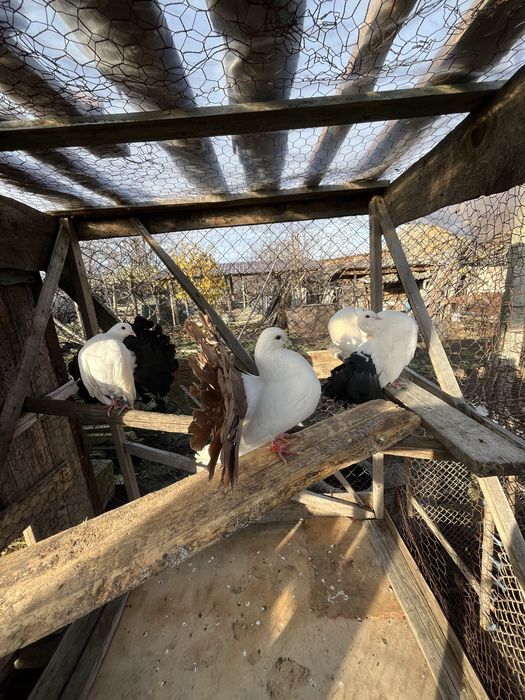 Vand porumbei voltati