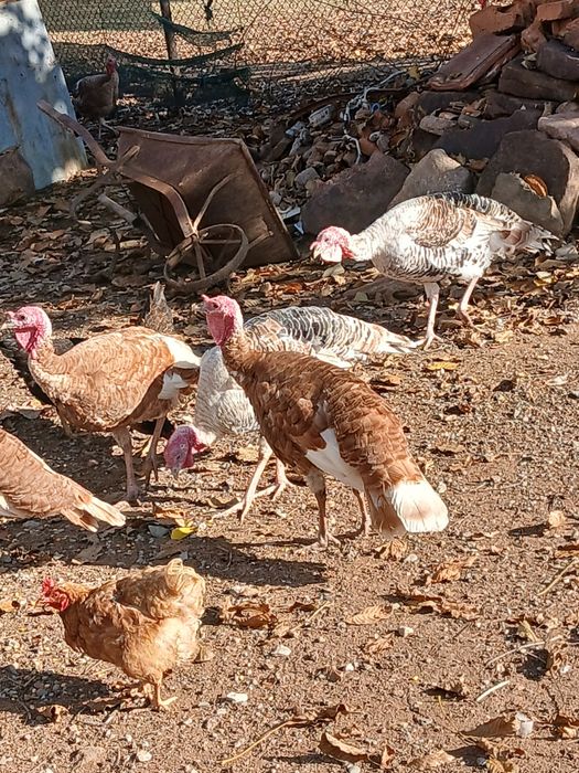 Млади домашни пуйки