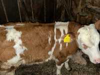 Vaca bălțată cu vitea de vanzare