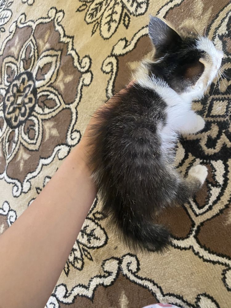 котенок в добрые руки мальчик приучен к лотку