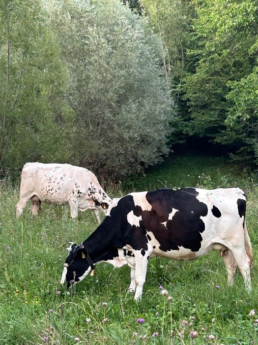 Vaci de lapte tinere