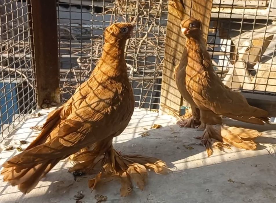 Голуби на продажу город Шымкент