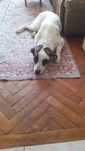 Dog argentinian metis