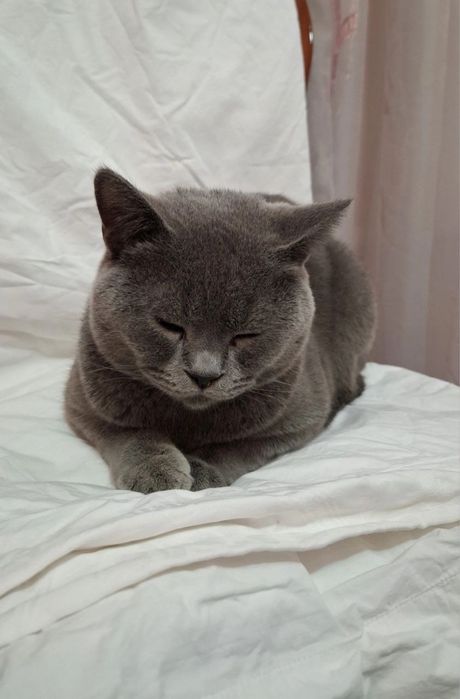 Скоттиш страйт(окрасы)