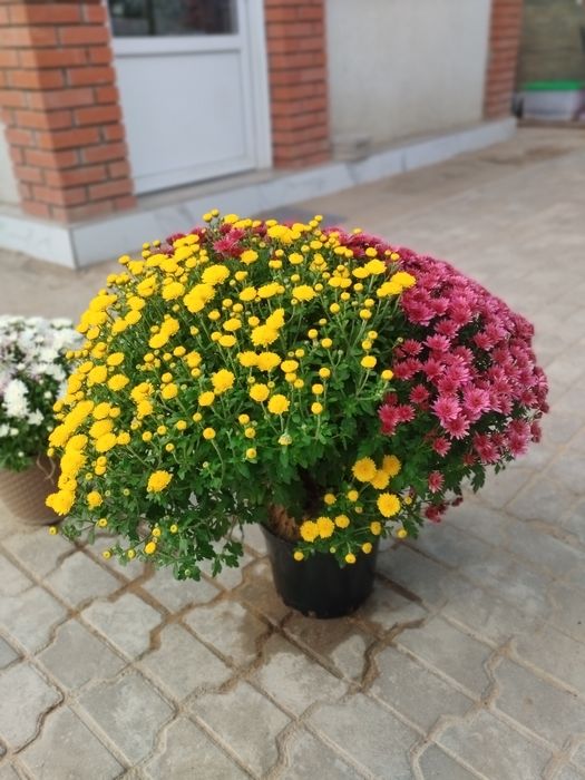 Хризантема.продам