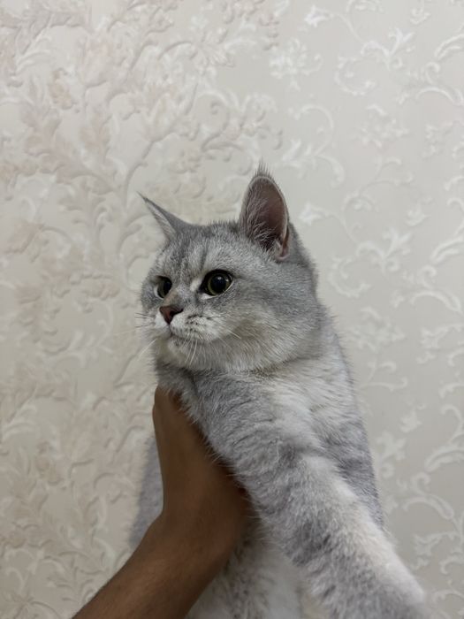 Британская серебрания кошка