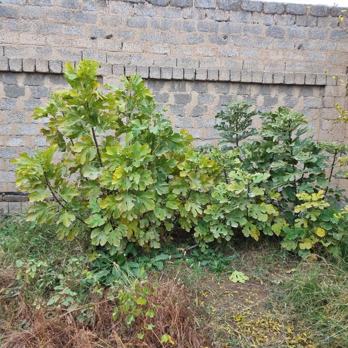 Сотиладиган тайёр ҳар ҳил кўчатлар бор