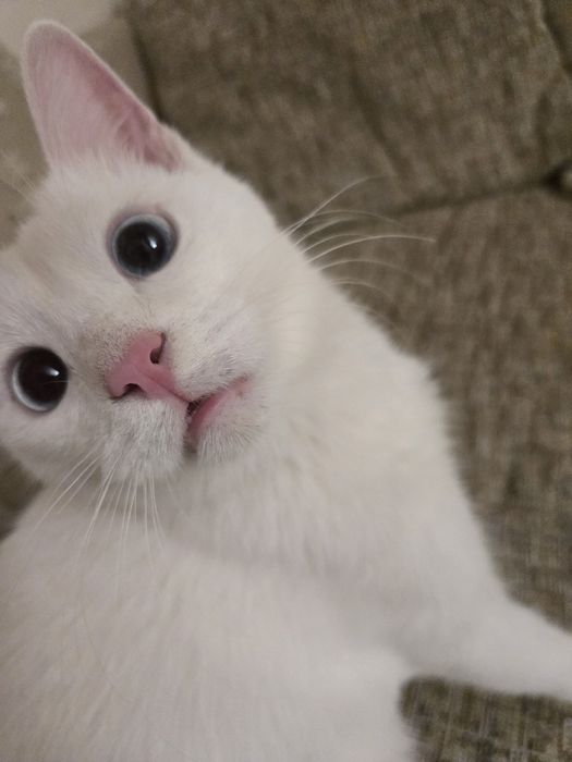 Отдам кота в добрые руки