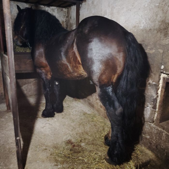 De vânzare armăsar în vârstă de 8 ani