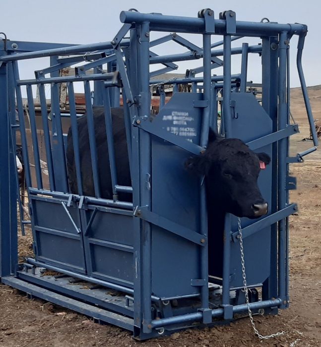 Раскол фиксатор скота (КРС, лошадей, малға, жылқыға) передвижной