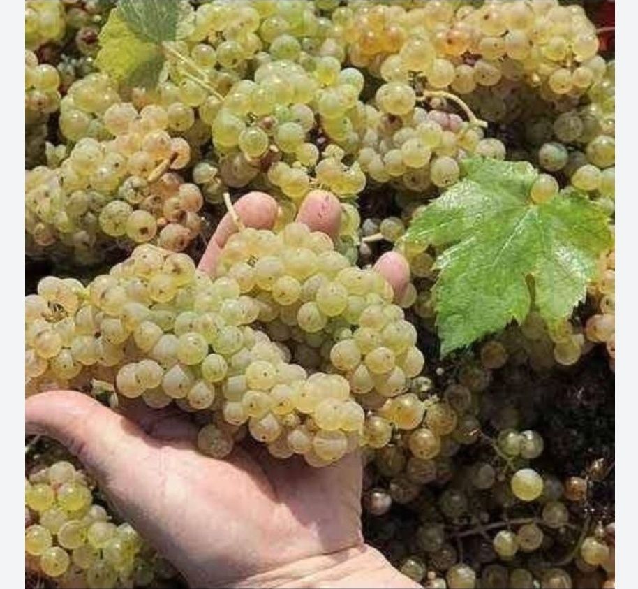Strugurii de vin producție 2025 transport gratuit toata tara