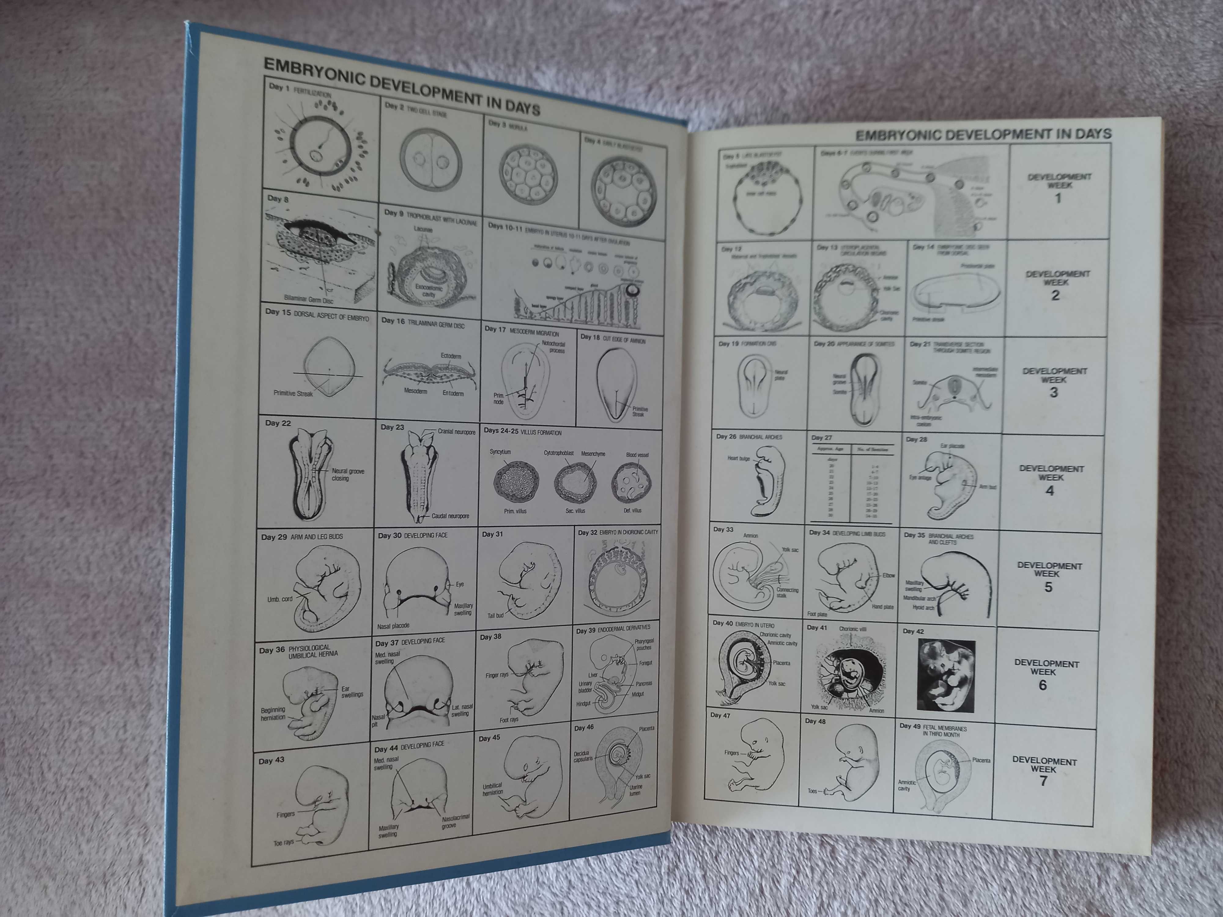 Medicina-Langman's medical Embryology