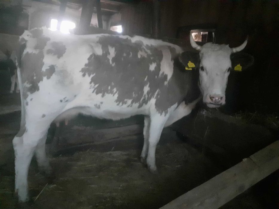 Vacă de vânzare!