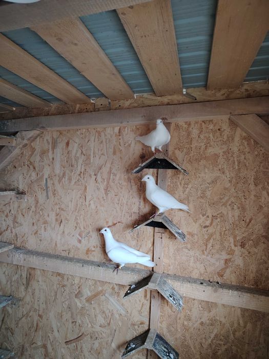 Porumbei albi disponibili