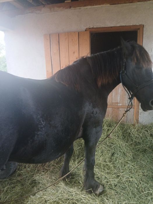 Vând cal de 6 7 ani fac și schimb cu iepe calul are 160 înălțime