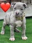 Femela amstaff merle