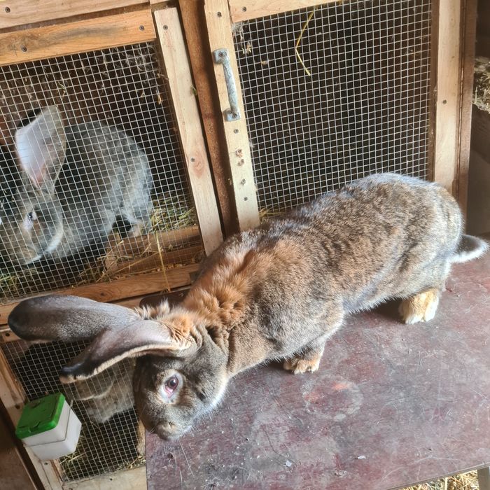 Cușcă iepuri 2 module