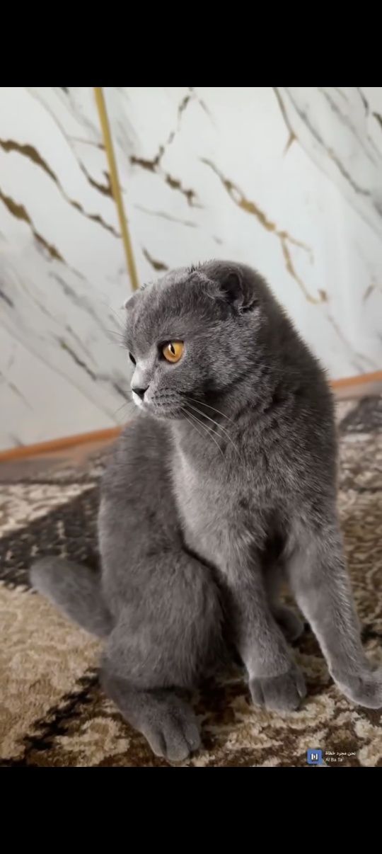 Скотиш фолд чистый