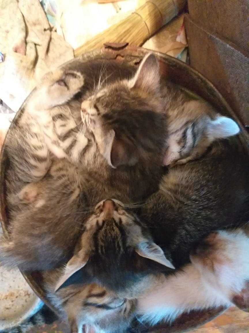 Очаровательные котята