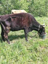 Vaca de vanzare A 4 viţel ieste fatata de 4 luni