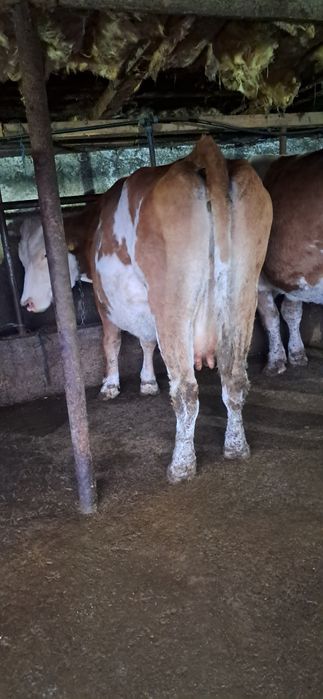 Vand vaca gestanta in 7 luni