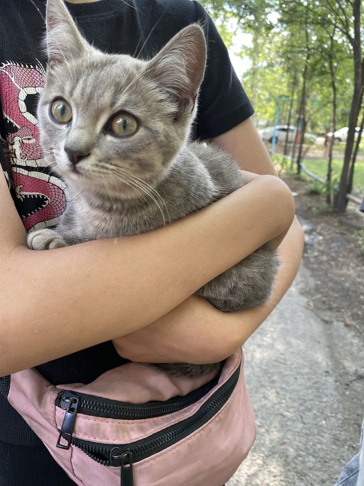 Пристраивается котёнок, девочка.