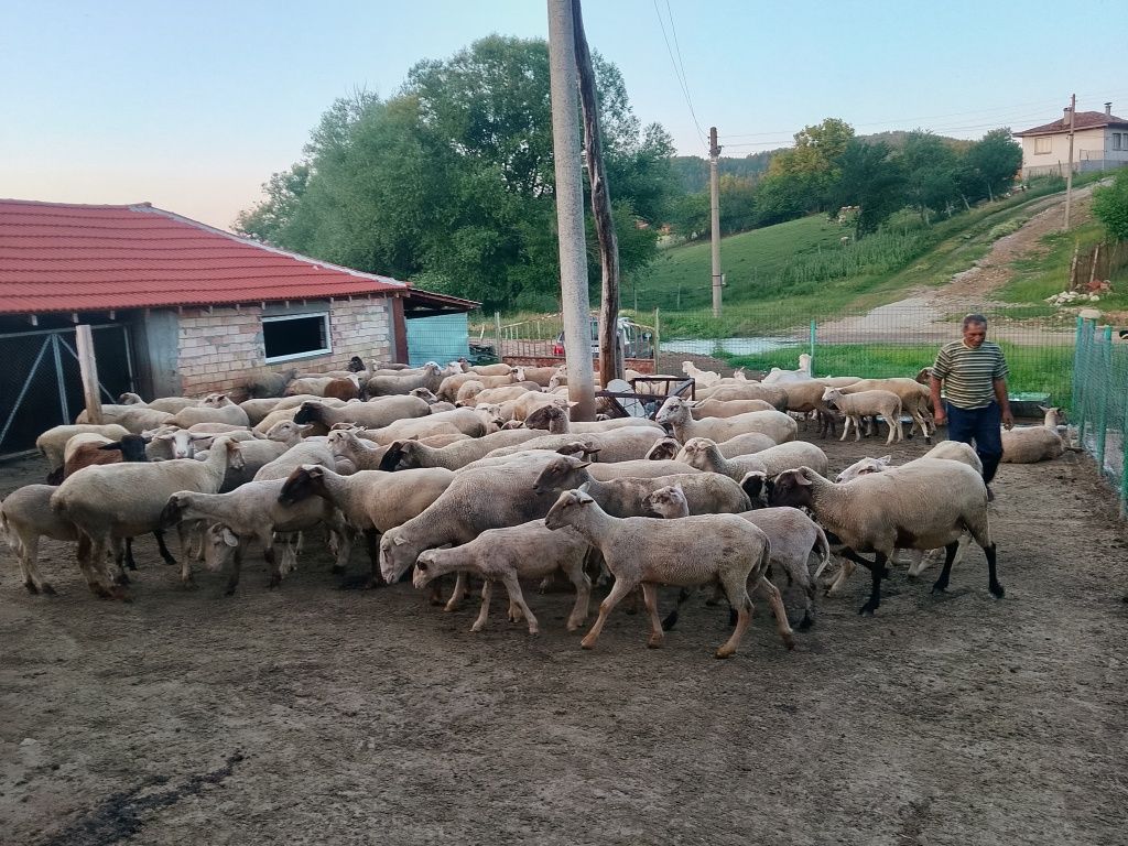 Продават се овцете и агнета