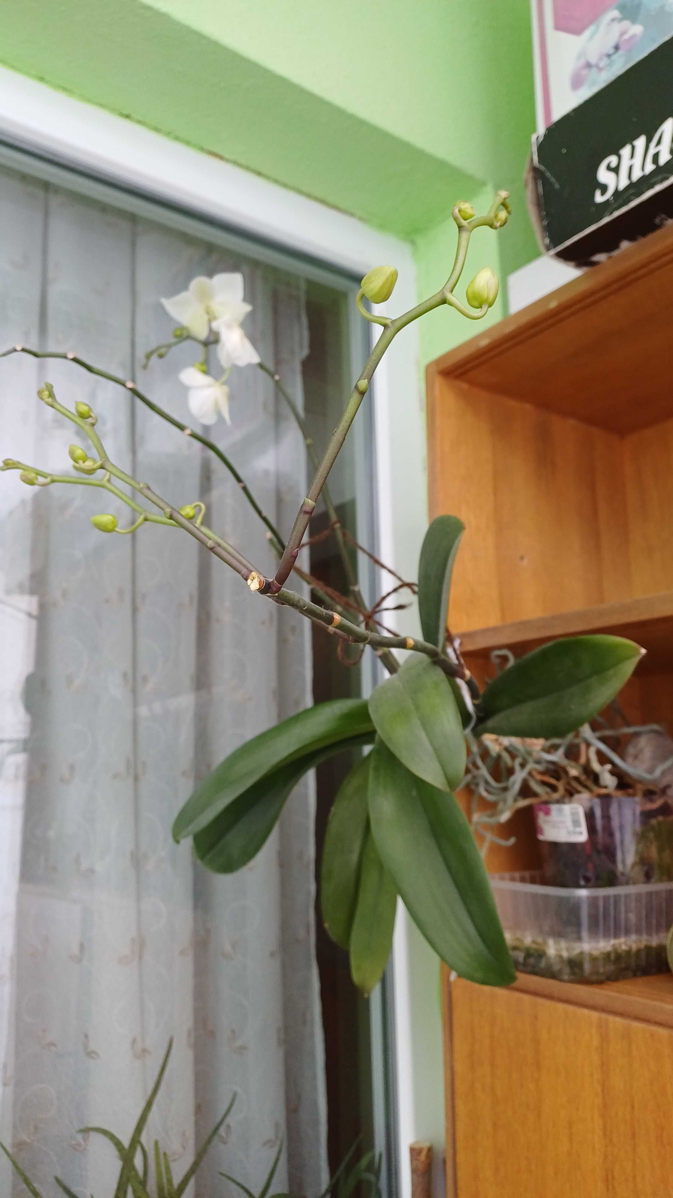 Бяла орхидея фаленопсис