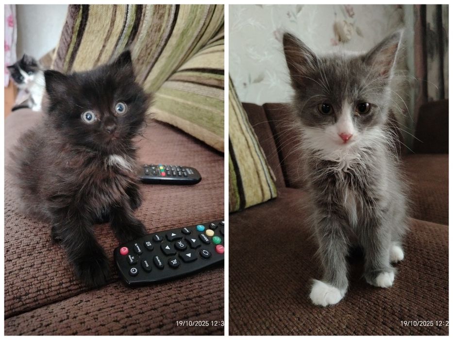 В  самые ответственные и любящие семьи.