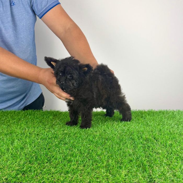 Pui Pomapoo de la părinții cu pedigree